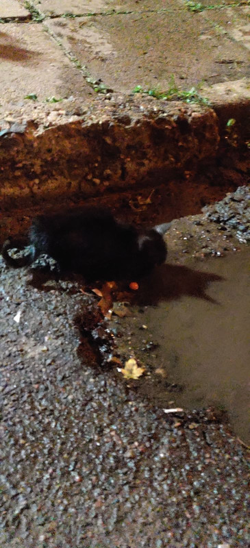 изображение_viber_2020-10-16_19-25-56