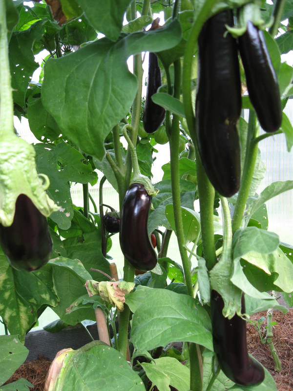 IMG 3269 — Postimages
