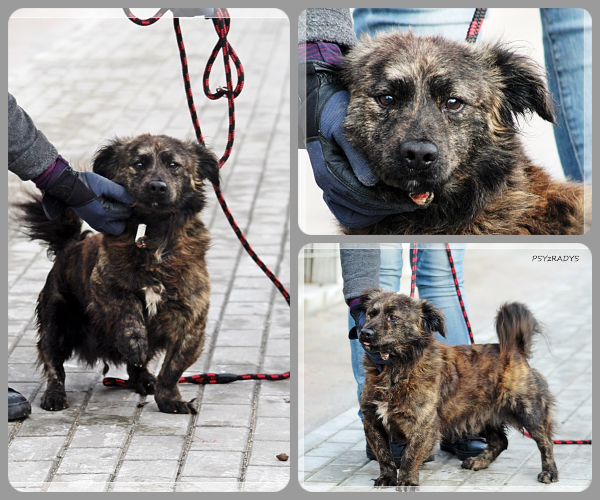 BeFunky-collage (17)