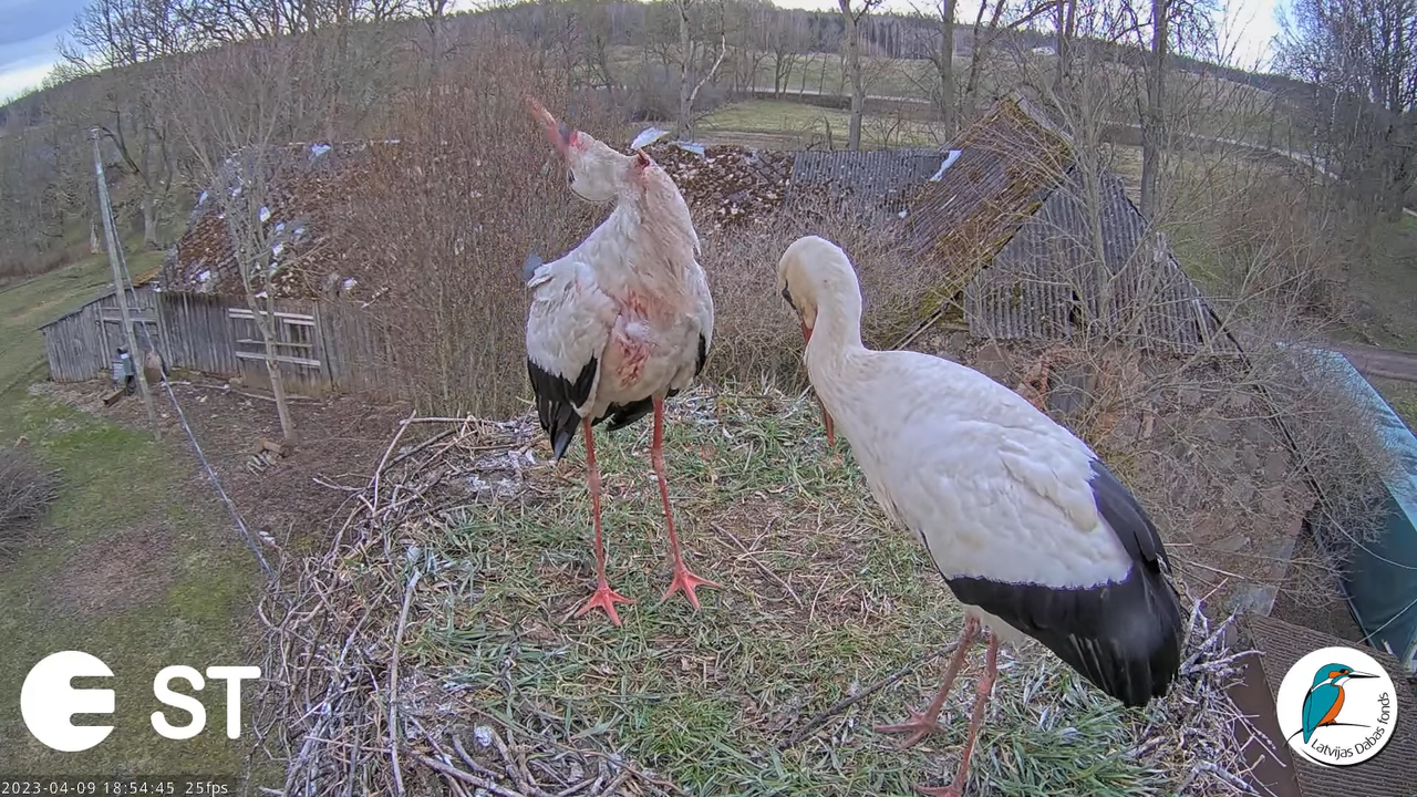 Baltie stārķi (Ciconia ciconia) Tukuma novadā - LDF tiešraide __ White storks in Tukums, Latvia 12-1