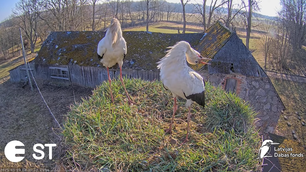 (20) Baltie stārķi (Ciconia ciconia) Tukuma novadā __ White storks in Tukums, Latvia - YouTube - 730