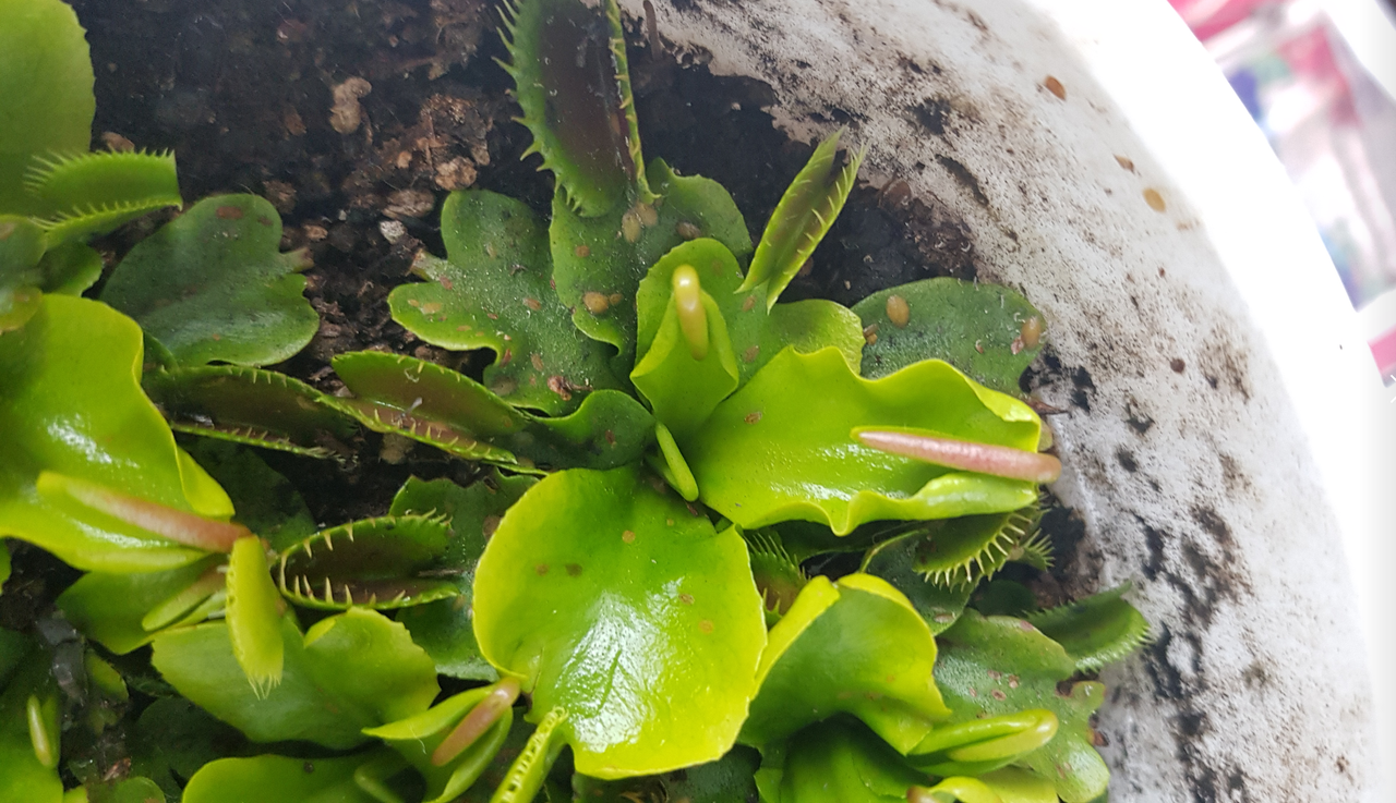 A61vZVYCRdGqWGPtED-O6A