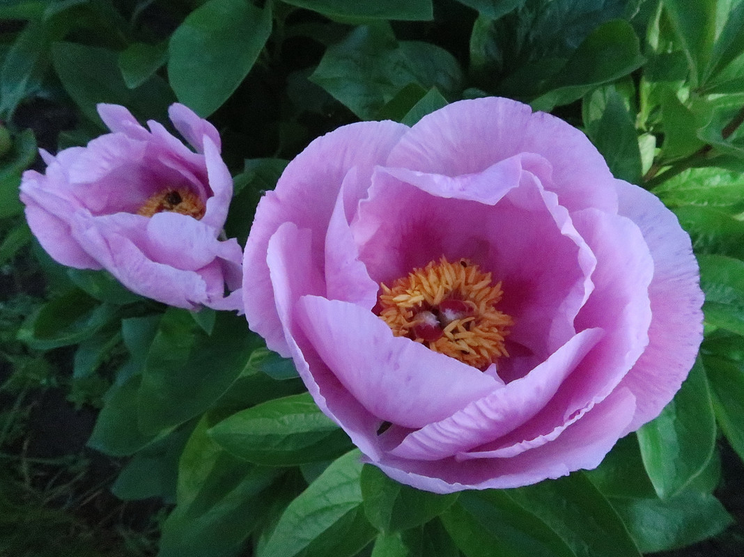 Пион May Lilac 2