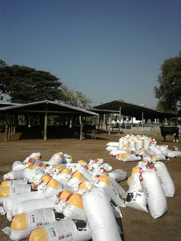 ขี้วัว_๒๐๐๙๒๕_3