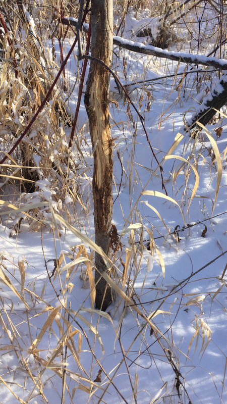 242867F6-C2F4-4E41-99E2-A9B98DC3FE38