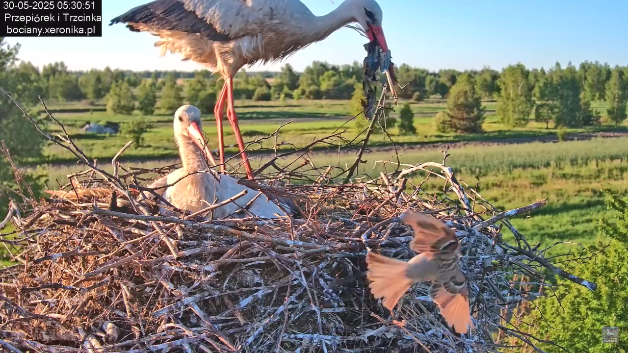 30052025bociany8