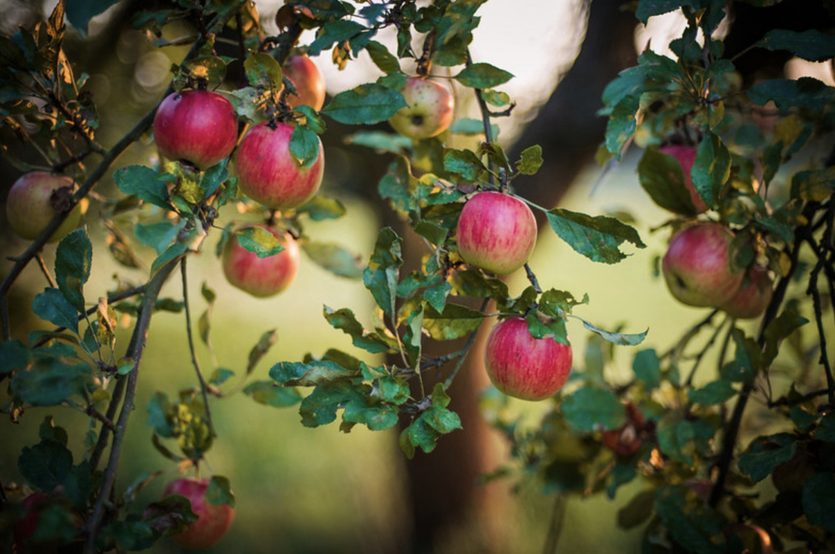 red-apples-dis.jpg