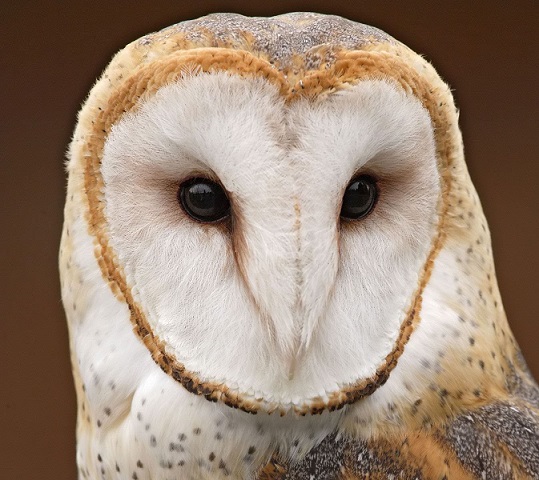 masked-owl.jpg