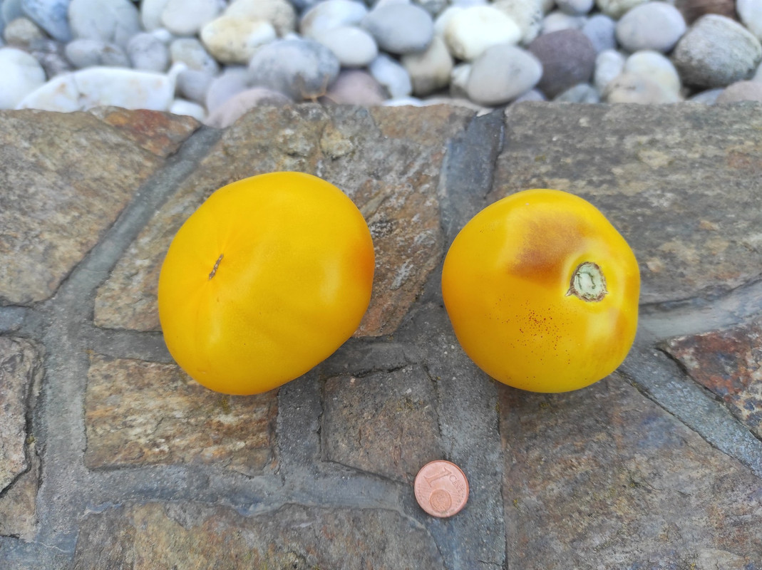 549791376_24601109846174716_8994992364519373824_n