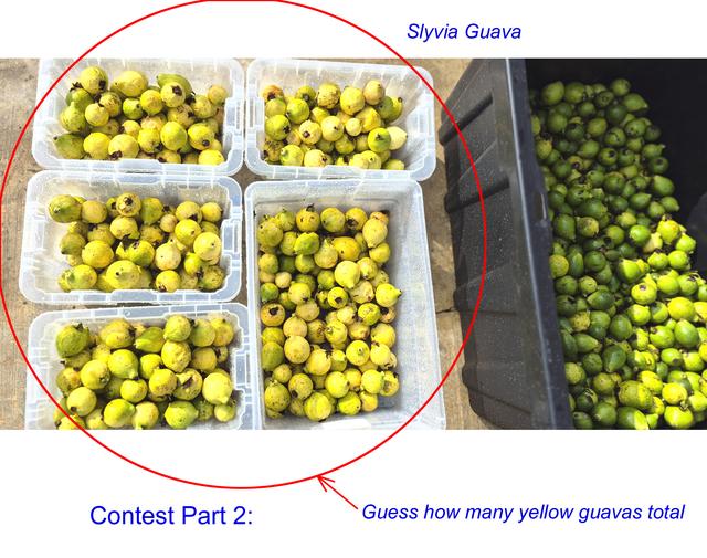 Contest part2 Sylvia Guava