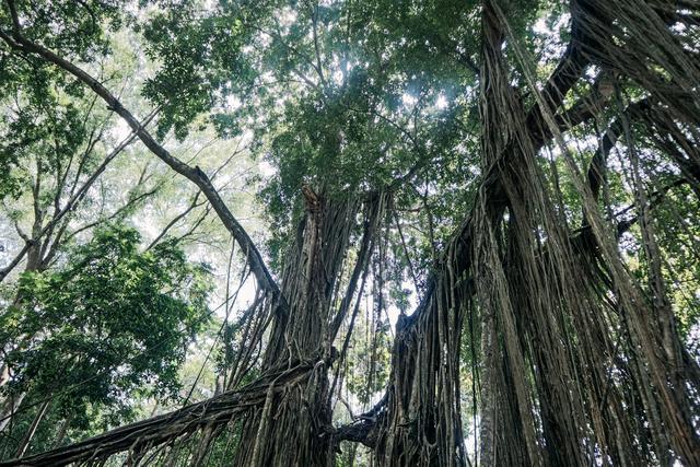 Bali (Ubud) - Singapur e Indonesia 2018 (4)