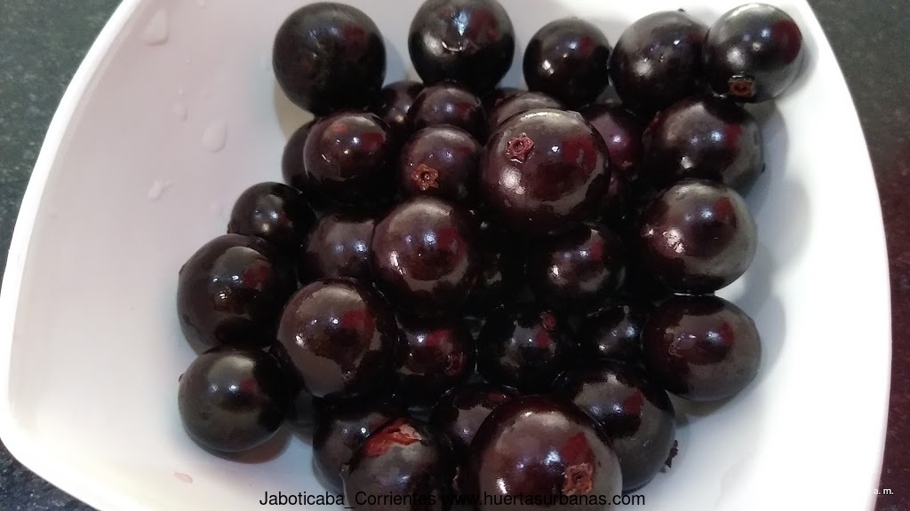 Huertasurbanas_com-calix_persistente-IMG_20211029_084334599.jpg-20211029_085152Jaboticaba_Corrientes