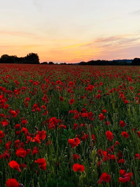 flowers-sunrise-poppies.jpg