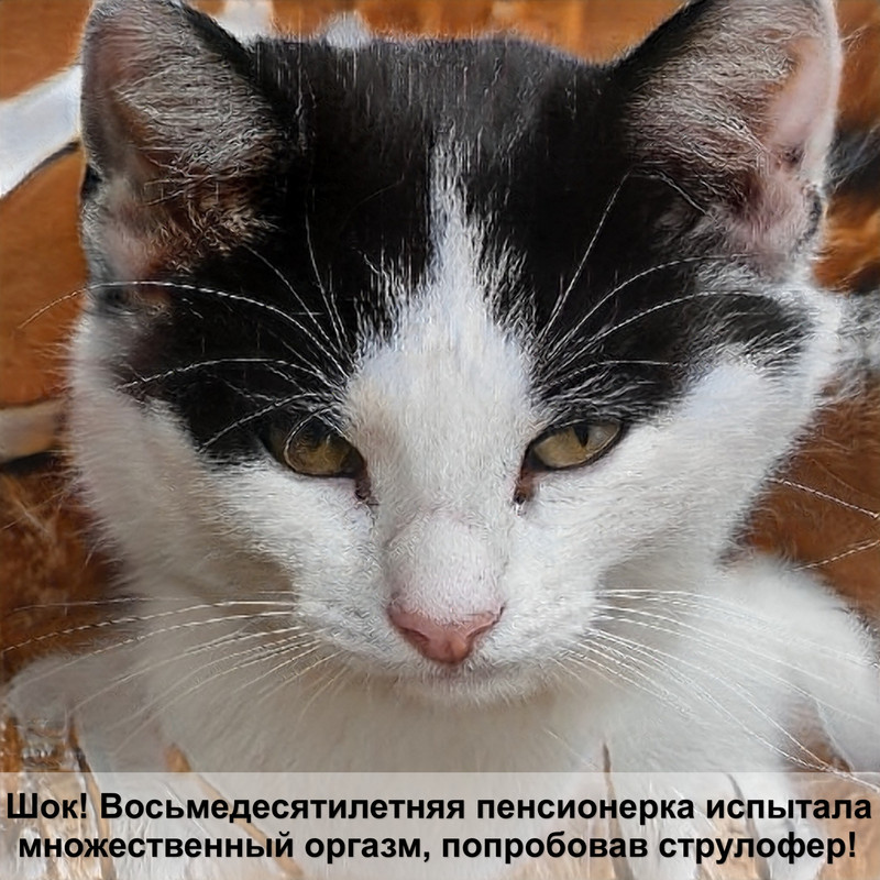 как отучить котенка играть с руками