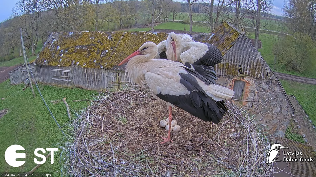 Baltie stārķi (Ciconia ciconia) Tukuma novadā - LDF tiešraide __ White storks in Tukums, Latvia 8-19