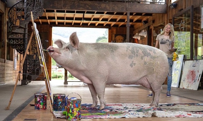 Seekor babi bernama Pigcasso terus mendulang popularitas berkat karya lukisannya yang telah terjual dan meraup lebih dari Rp 15 miliar. 