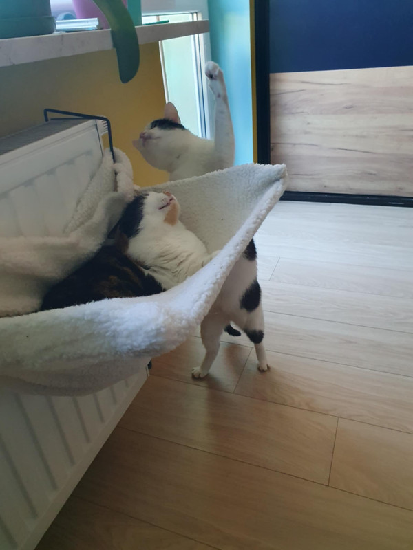 Messenger_creation_7CBF770D-BB0B-43EF-BA98-3F0F769C14FF