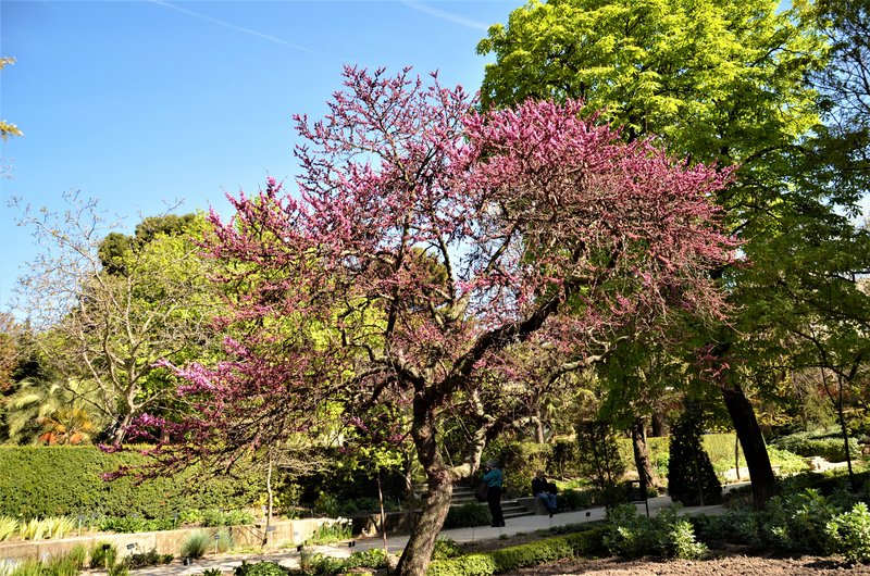 JARDIN BOTANICO-13-4-2013-MADRID - Paseando por España-1991/2017 (60)