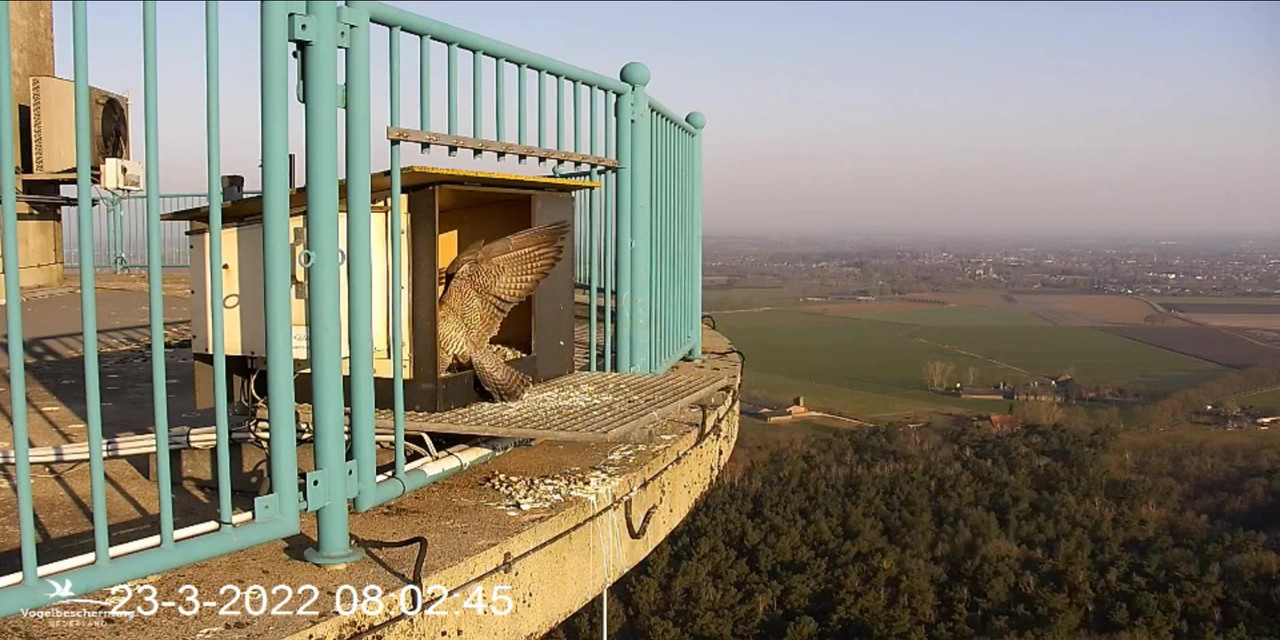 campics BDL 2022 va 20 maart 2022 ©VWGGemert/Vogelbescherming Nederland - Pagina 6 Video-2022-03-23-080450-Moment-2