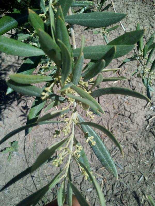 Seguimiento evolutivo finca de secano en Jaén - Página 3 3º_mayo_2018