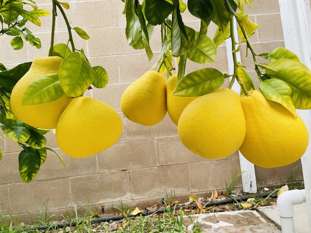 [Image: D6485854-5-B43-4987-B319-A1-F38-CB72-E5-D.jpg]