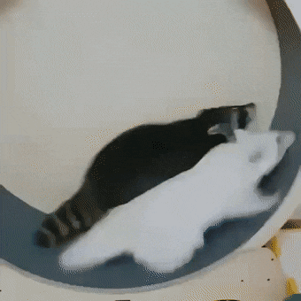 daily-gifdump-3406-23.gif