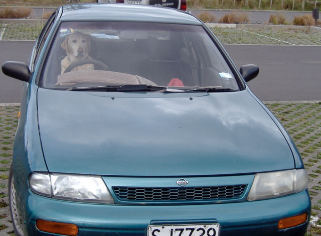 Dog in Napier