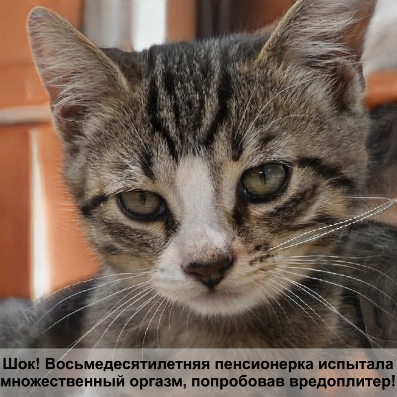 породы кошек полосатых окрасов