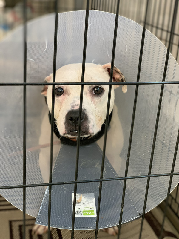 ECE4B9A2-DCAC-4DAB-BB9C-2965EF3C4F92