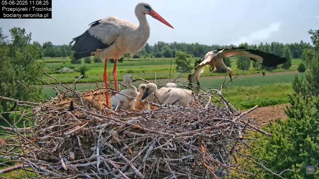 05062025bociany25