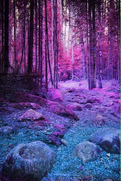 purplewoods.jpg