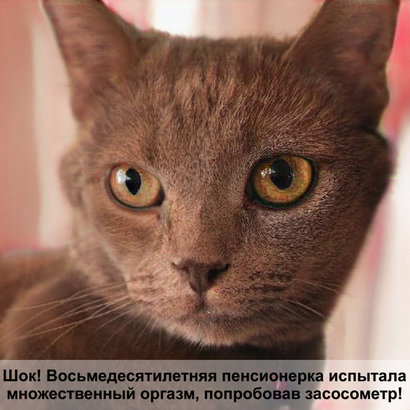 все окрасы кошек