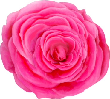 Rose04