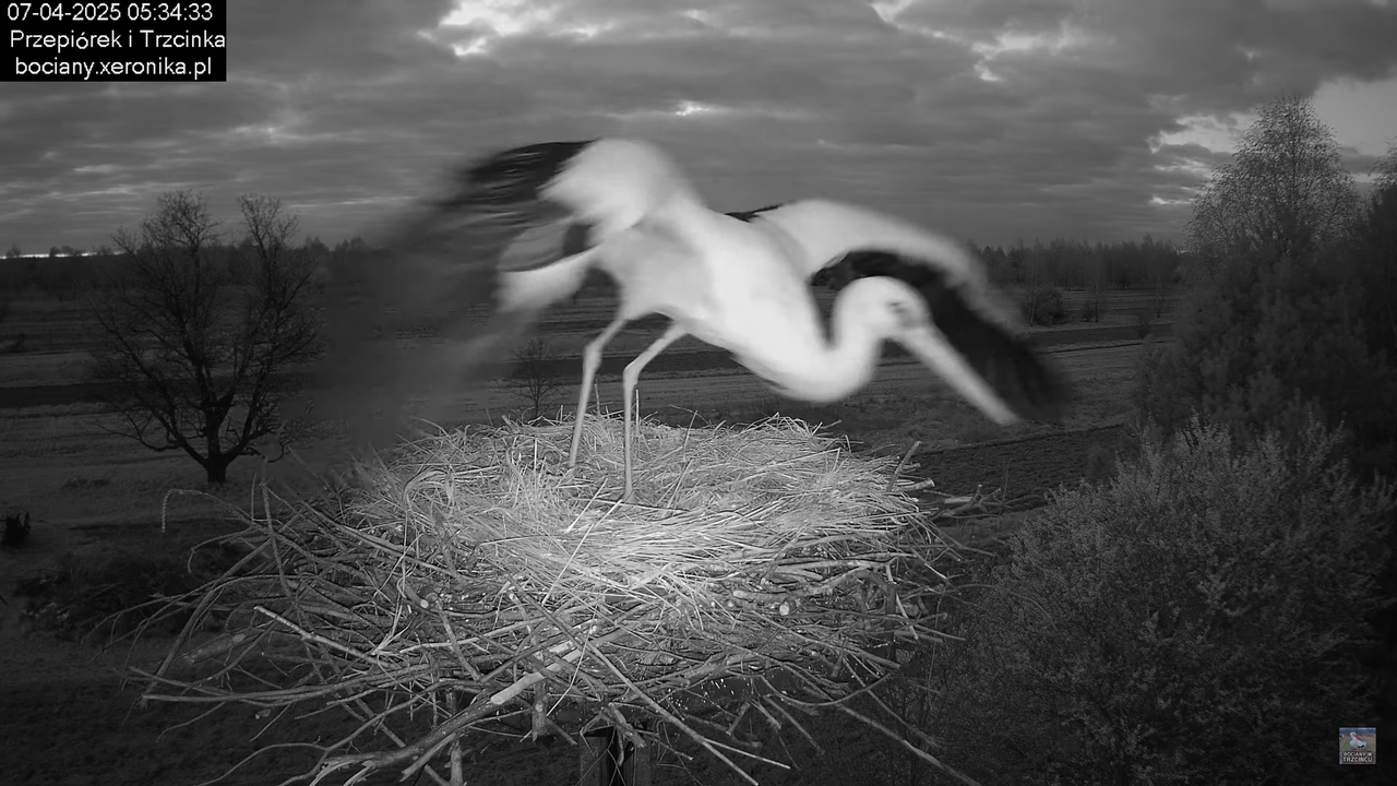 07042025bocian (10)