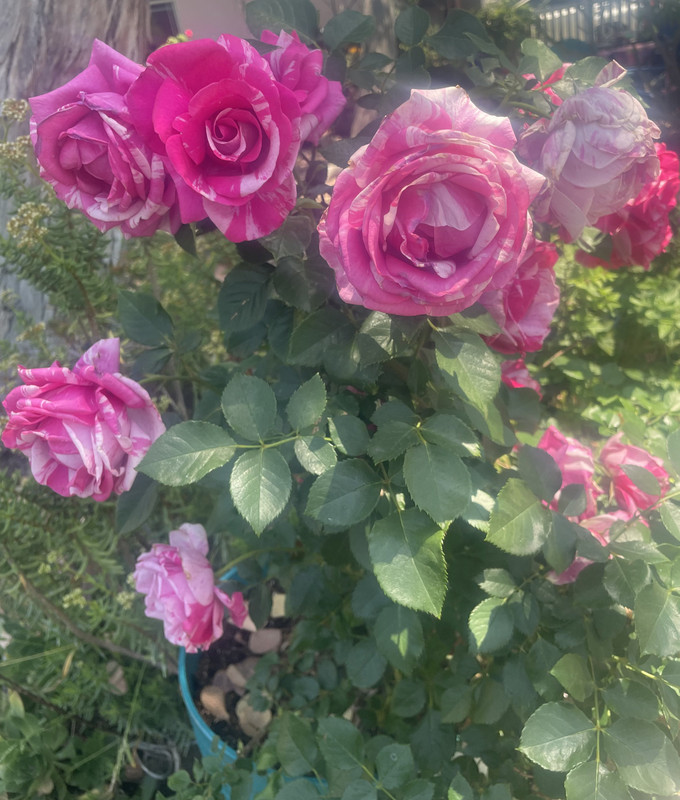 6840AB7A-1E70-4BA7-AA63-A685922EFB31_1_201_a