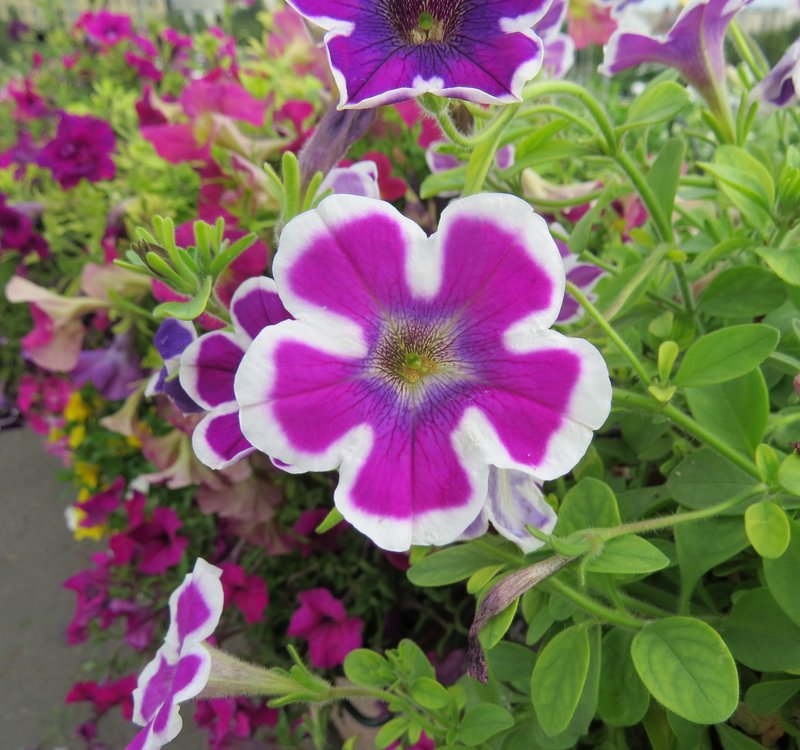 https://i.postimg.cc/sXctWXQg/061-MG-3927.jpg