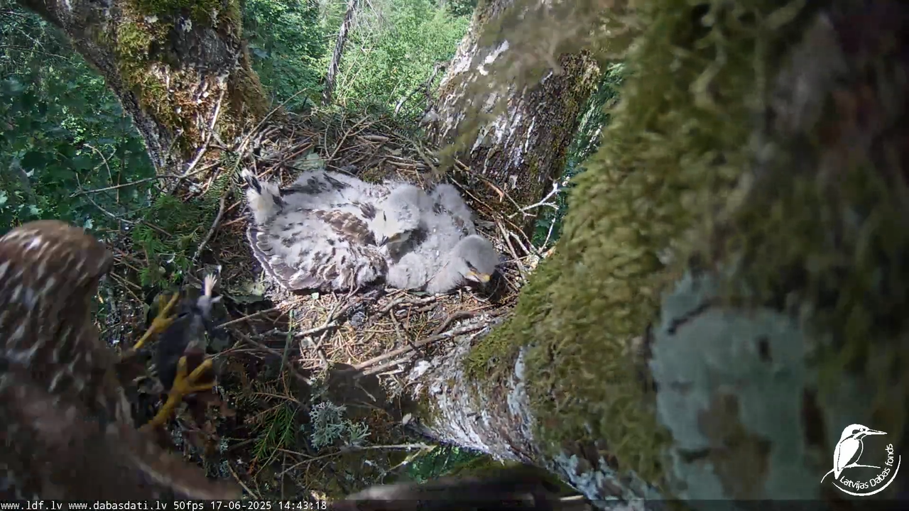 Melnās klijas (Milvus migrans) Kurzemē_ peļu klijāni (Buteo buteo) 12-55-43 screenshot