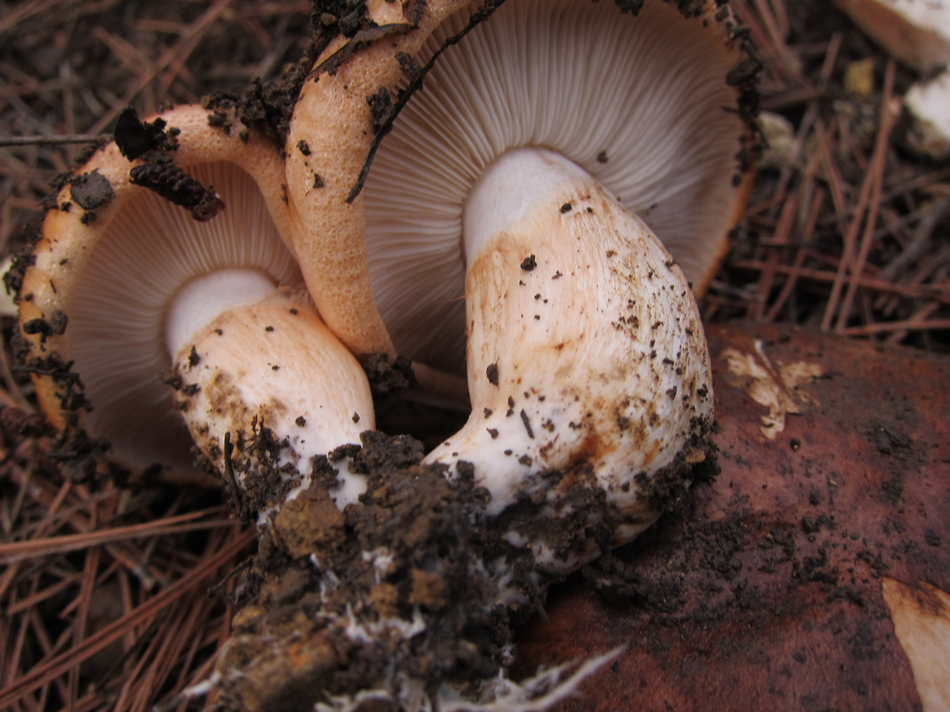Tricholoma fracticum  (5)