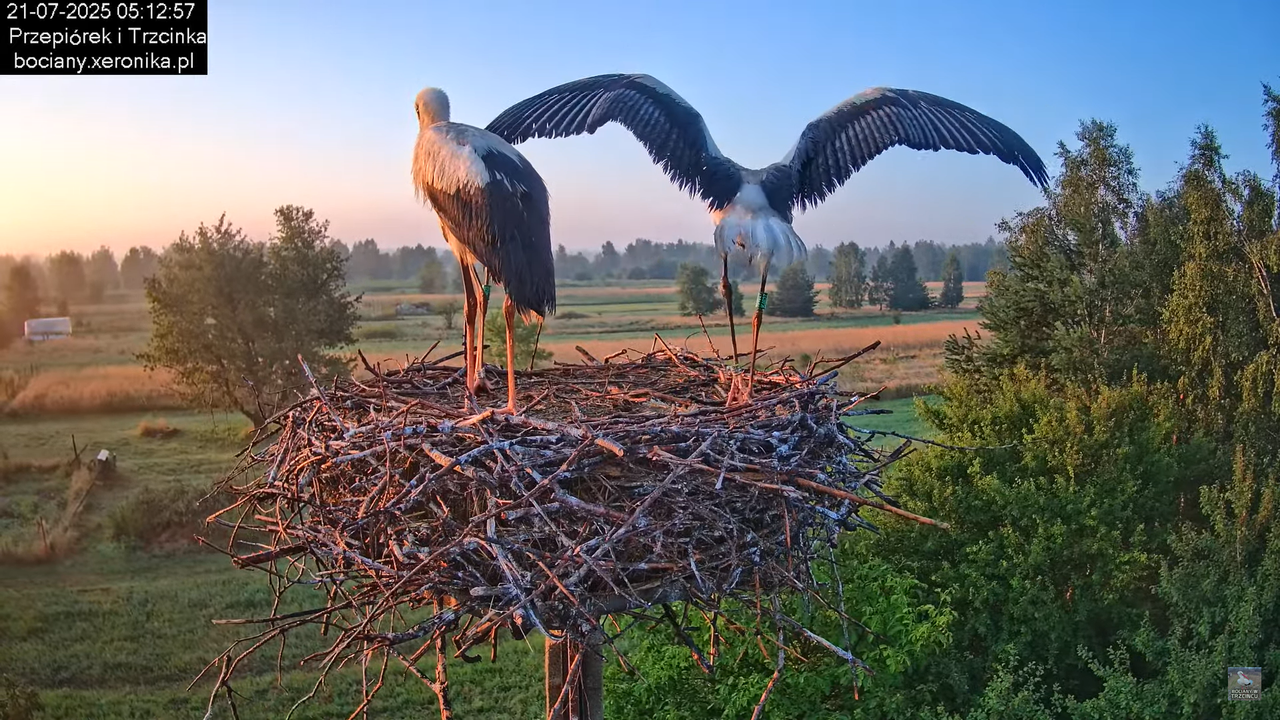 21072025bociany7