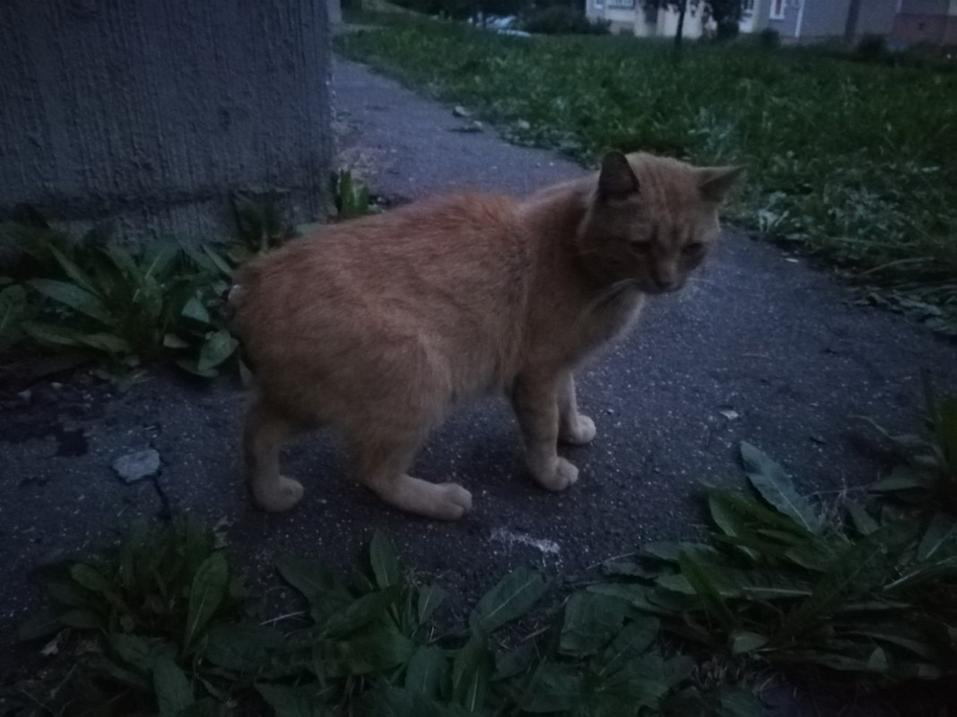 кот без хвоста1