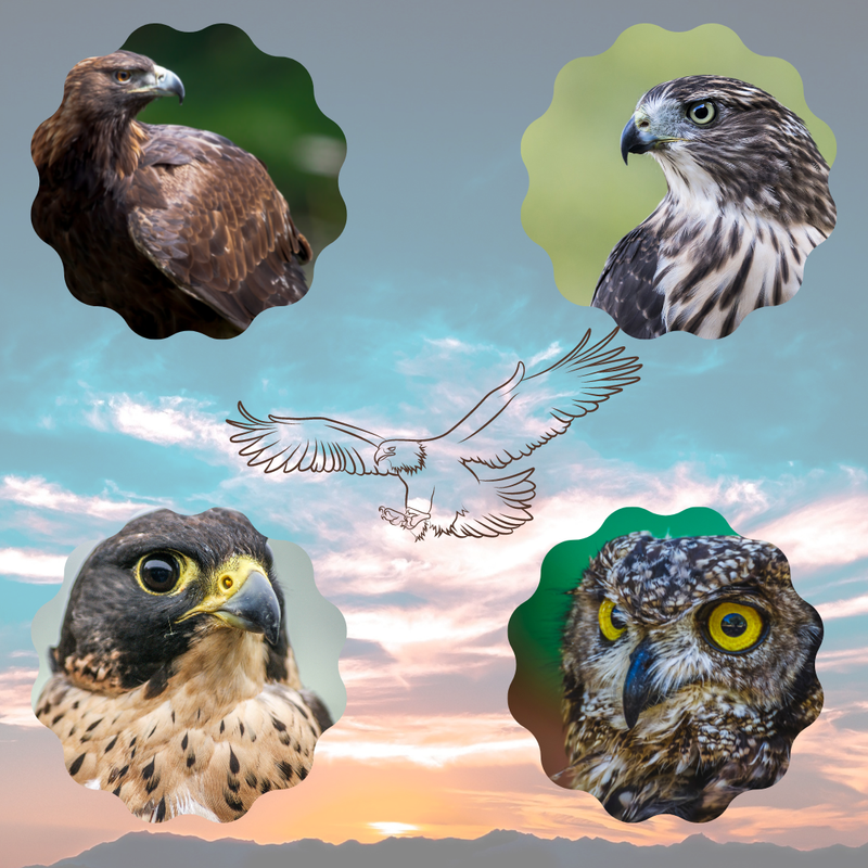 Other Birds Colorado Exotic Animal Hospital Medical and Care Resources