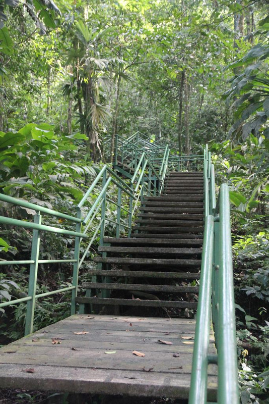 DIA 3: CANALES, COLINAS Y TORTUGAS - DE TORTUGAS Y PEREZOSOS. COSTA RICA 2019 (52)