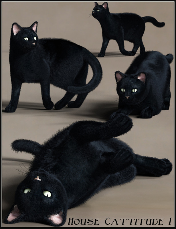 House Cattitude I House Cattitude I