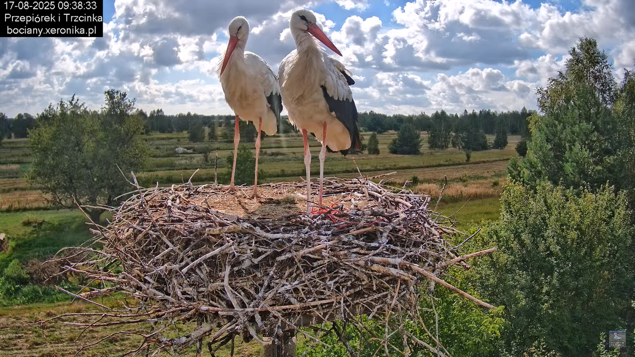 17082025bociany19