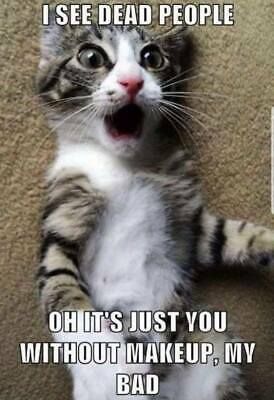 Cat Humor #8
