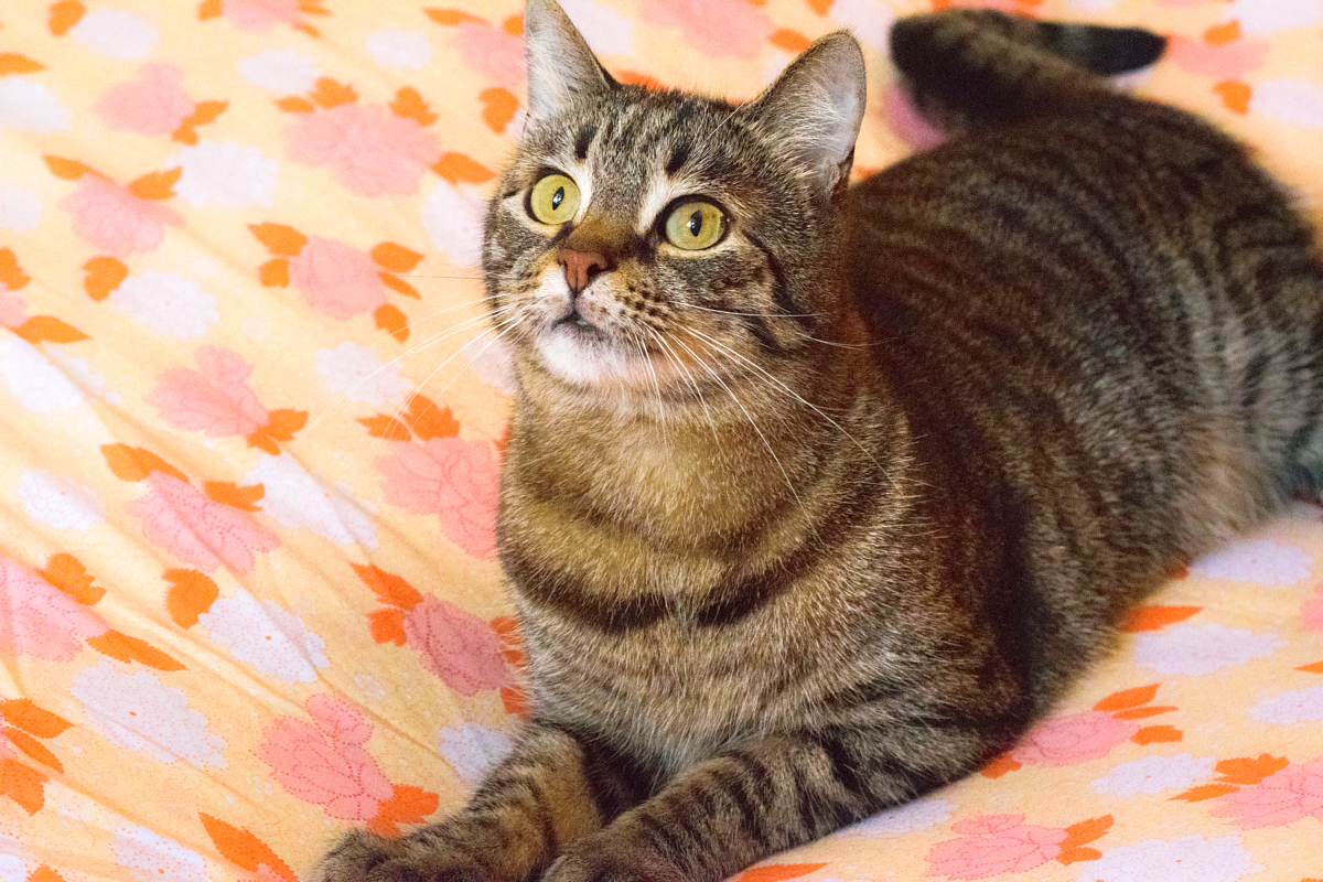 мурка обыкновенная. кошка мурка. мурка большая кошка. наша кошка мурка большая. мурка большая кошка.