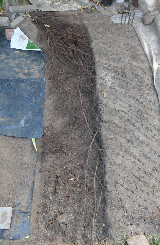 Hornbeam roots 1 — Postimages