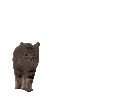 cat_brokencat.gif