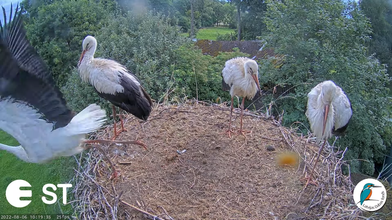Baltie stārķi (Ciconia ciconia) Tukuma novadā - LDF tiešraide __ White storks in Tukums, Latvia 12-1