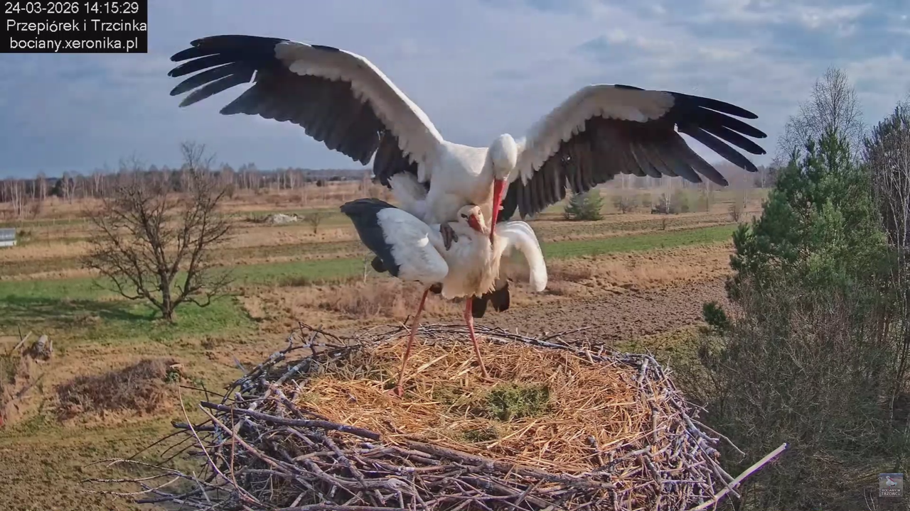 24032026bociany 32